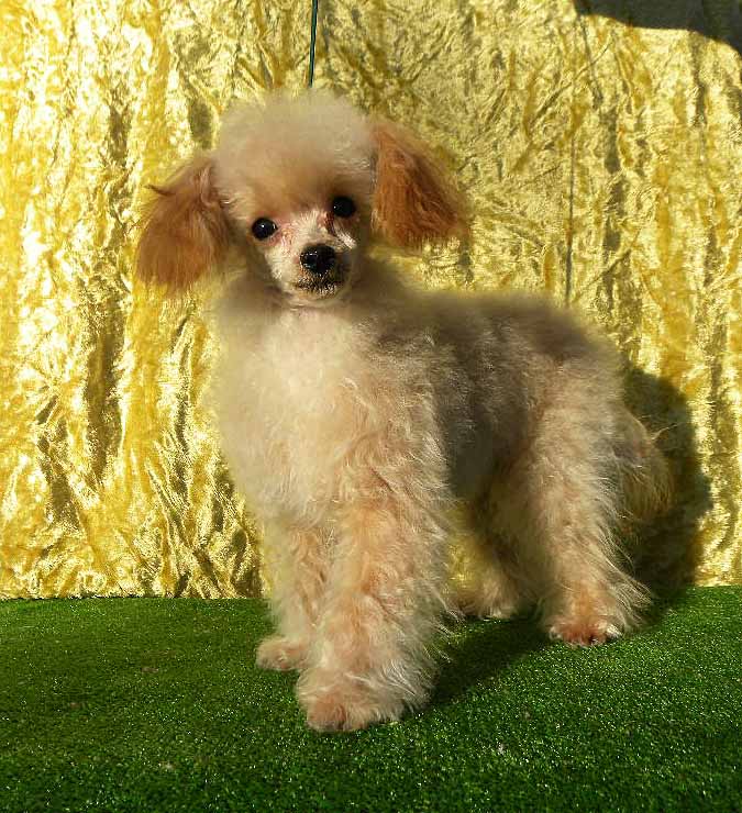 群馬県のトイプードル(ロイヤルティーカップ) (ペットハウステレサ/2025年4月8日生まれ/男の子/アプリコット)の子犬の4枚目の画像