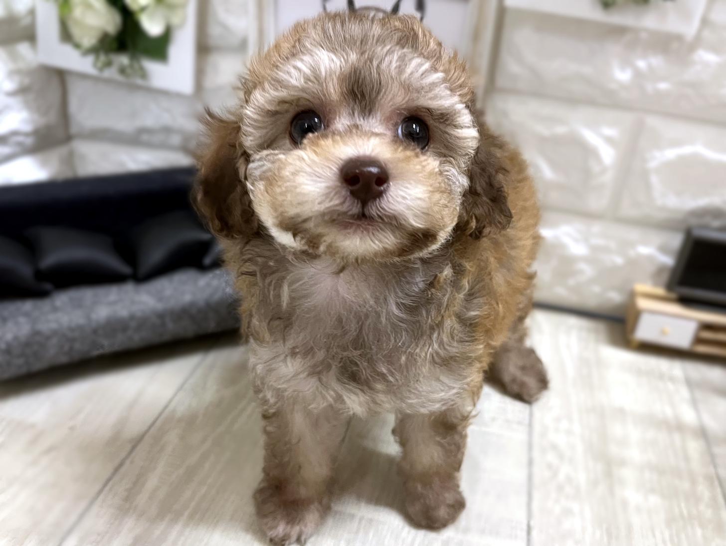 和歌山県のトイプードル(タイニー) (DOGMAN和歌山店/2025年11月30日生まれ/女の子/ベージュ)の子犬の1枚目の画像