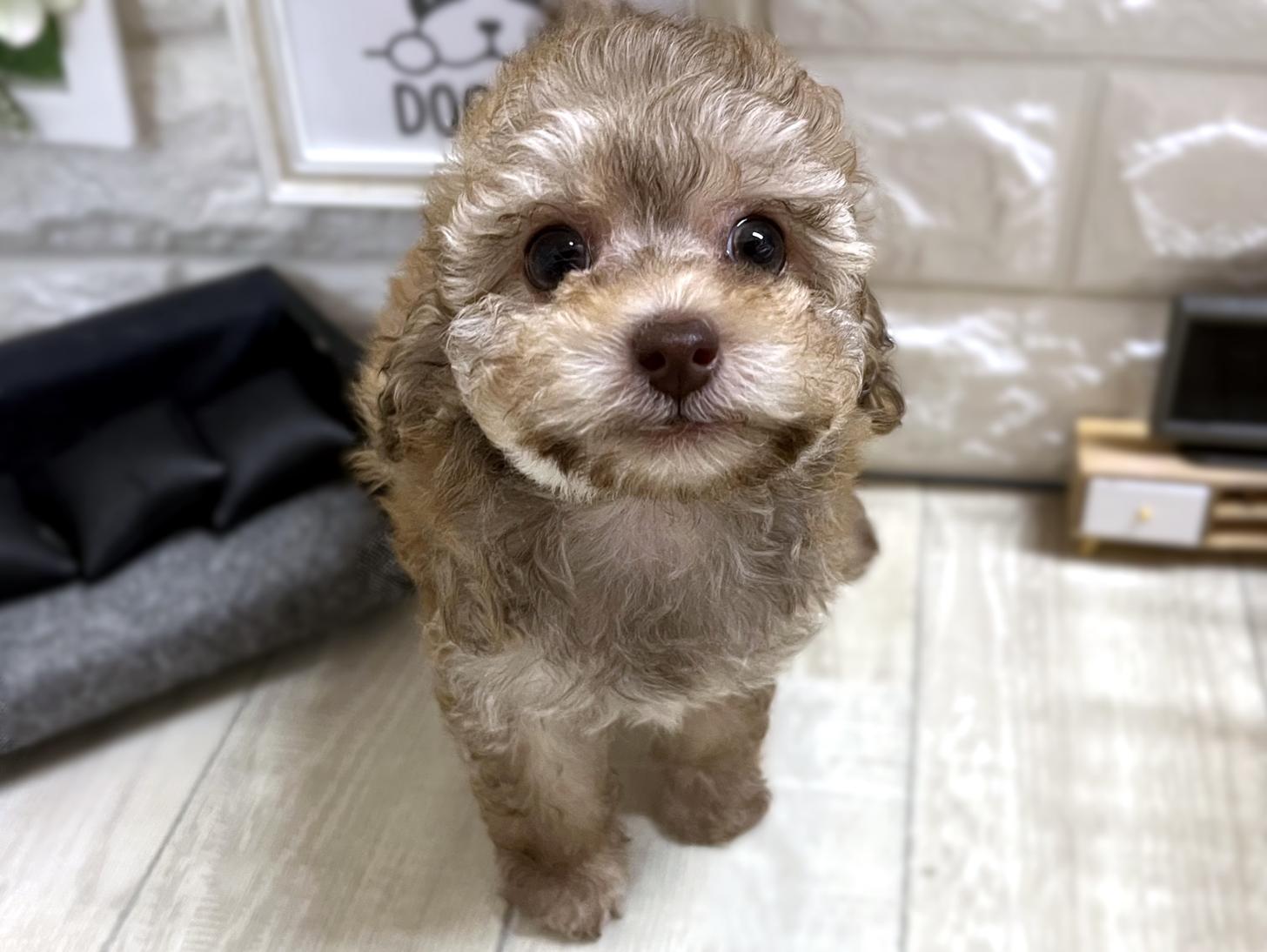 和歌山県のトイプードル(タイニー) (DOGMAN和歌山店/2025年11月30日生まれ/女の子/ベージュ)の子犬の2枚目の画像