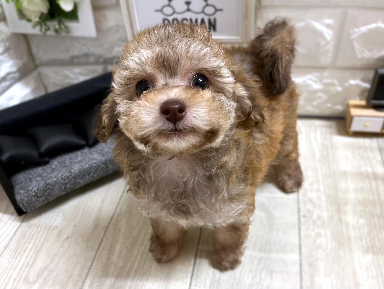 和歌山県のトイプードル(タイニー) (DOGMAN和歌山店/2025年11月30日生まれ/女の子/ベージュ)の子犬の3枚目の画像