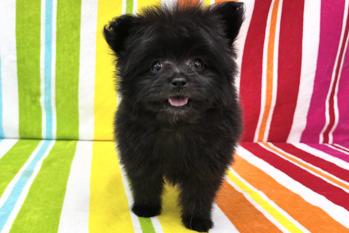 愛知県のポメプー(ポメラニアン×プードル) (ハピースペット一宮三条アミーゴ店/2026年2月24日生まれ/女の子/その他色)の子犬の1枚目の画像