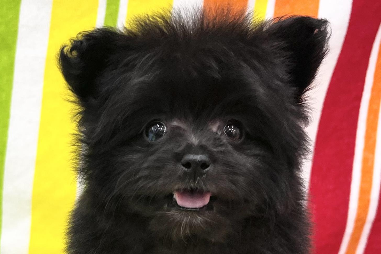 愛知県のポメプー(ポメラニアン×プードル) (ハピースペット一宮三条アミーゴ店/2026年2月24日生まれ/女の子/その他色)の子犬の2枚目の画像