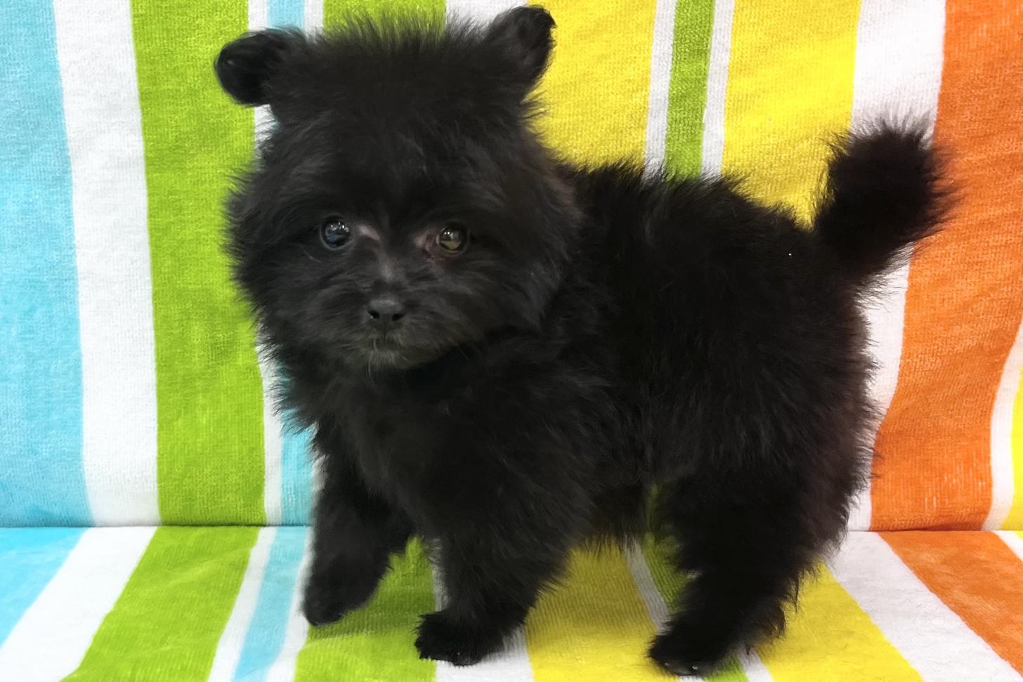 愛知県のポメプー(ポメラニアン×プードル) (ハピースペット一宮三条アミーゴ店/2026年2月24日生まれ/女の子/その他色)の子犬の3枚目の画像