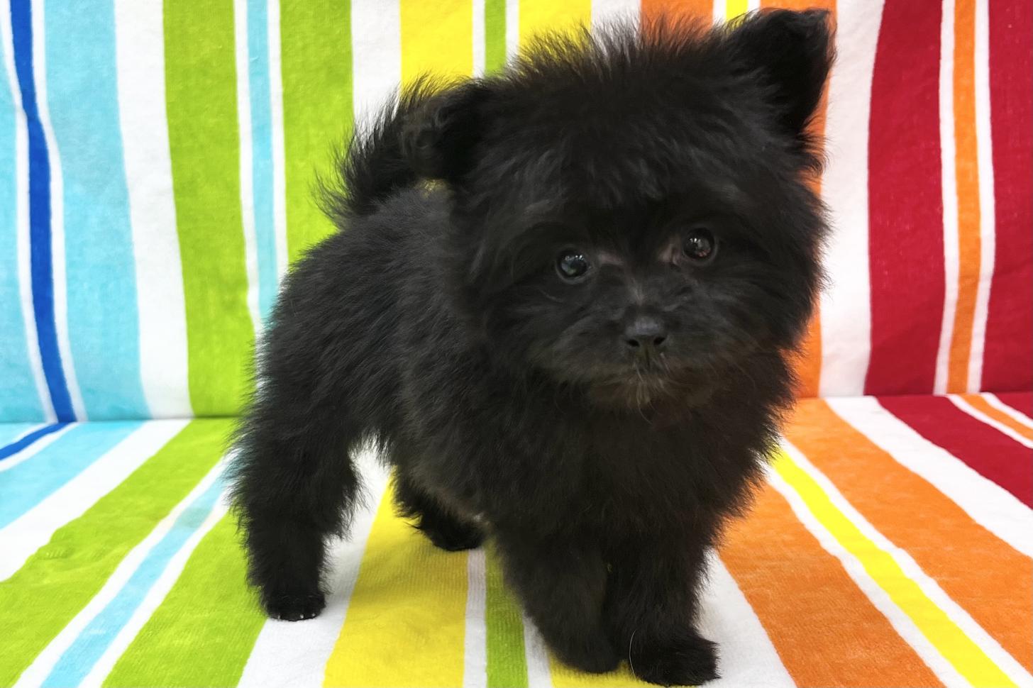 愛知県のポメプー(ポメラニアン×プードル) (ハピースペット一宮三条アミーゴ店/2026年2月24日生まれ/女の子/その他色)の子犬の4枚目の画像