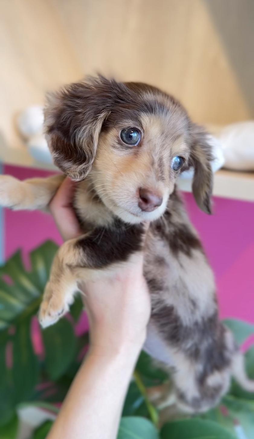 埼玉県のミニチュアダックスフンド(ロング) (PET SHOP Tiny tales/2025年12月11日生まれ/男の子/チョコレートダップル)の子犬の1枚目の画像