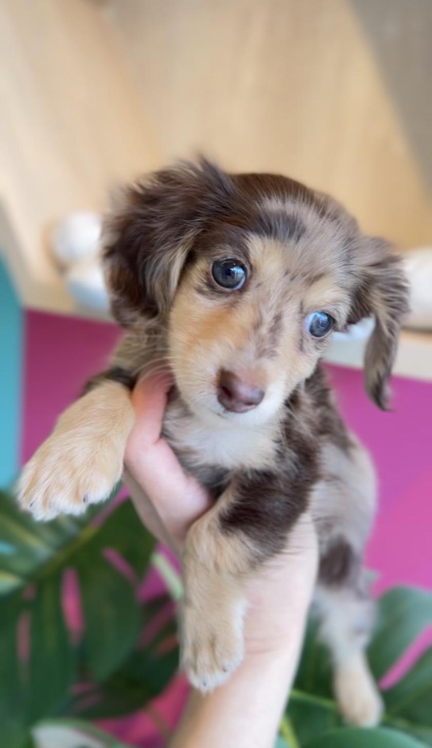 埼玉県のミニチュアダックスフンド(ロング) (PET SHOP Tiny tales/2025年12月11日生まれ/男の子/チョコレートダップル)の子犬の2枚目の画像