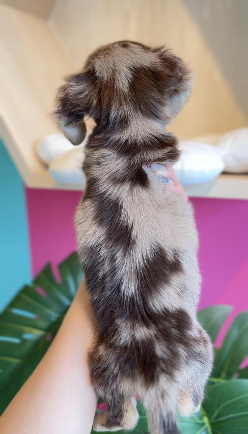 埼玉県のミニチュアダックスフンド(ロング) (PET SHOP Tiny tales/2025年12月11日生まれ/男の子/チョコレートダップル)の子犬の4枚目の画像