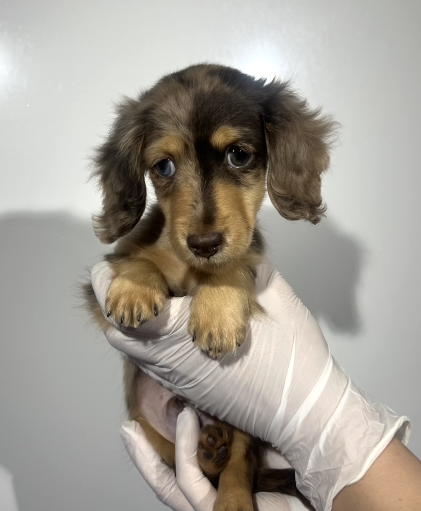 埼玉県のミニチュアダックスフンド(ロング) (ペッツスマイル南中野店/2025年12月20日生まれ/男の子/チョコレートダップル)の子犬の1枚目の画像