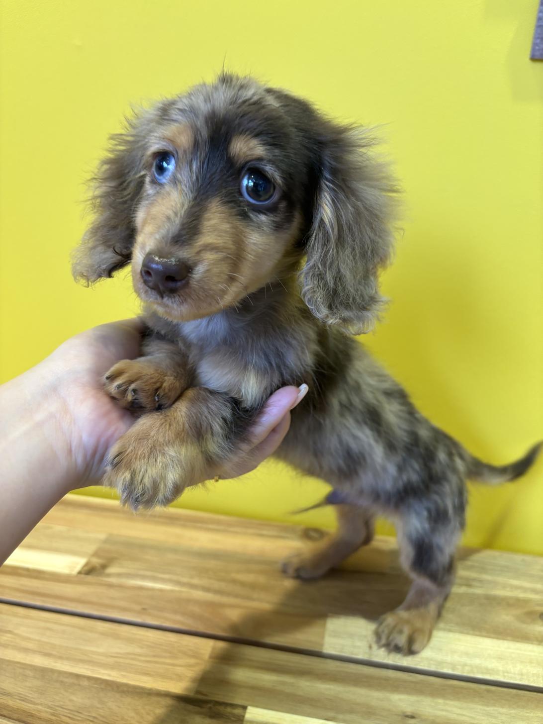 埼玉県のミニチュアダックスフンド(ロング) (ペッツスマイル南中野店/2025年12月20日生まれ/男の子/チョコレートダップル)の子犬の2枚目の画像