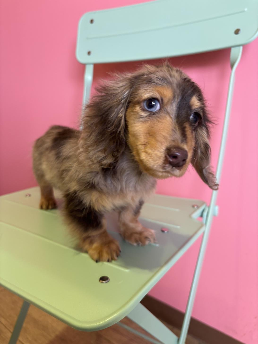 埼玉県のミニチュアダックスフンド(ロング) (ペッツスマイル南中野店/2025年12月20日生まれ/男の子/チョコレートダップル)の子犬の3枚目の画像