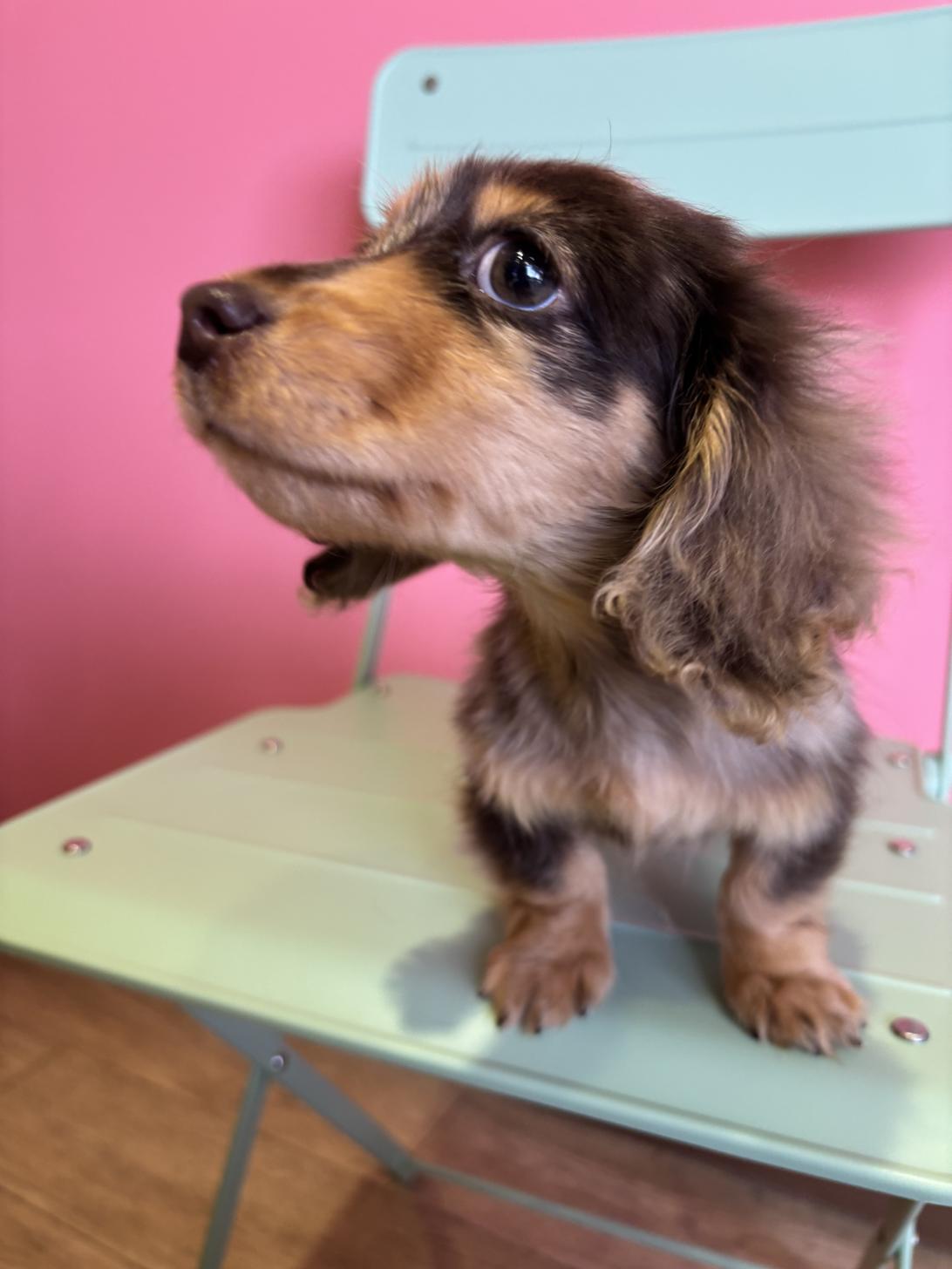 埼玉県のミニチュアダックスフンド(ロング) (ペッツスマイル南中野店/2025年12月20日生まれ/男の子/チョコレートダップル)の子犬の4枚目の画像