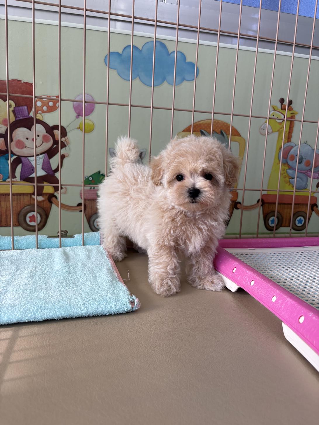 愛知県のマルプー(マルチーズ×プードル) (子いぬの足あと/2025年10月17日生まれ/女の子/アプリコット)の子犬