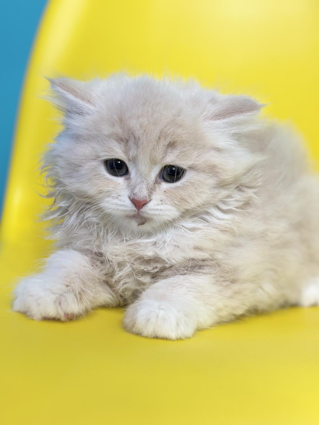 埼玉県のサイベリアン (ペッツスマイル加須インター店/2026年1月30日生まれ/男の子/クリームタビー)の子猫の1枚目の画像