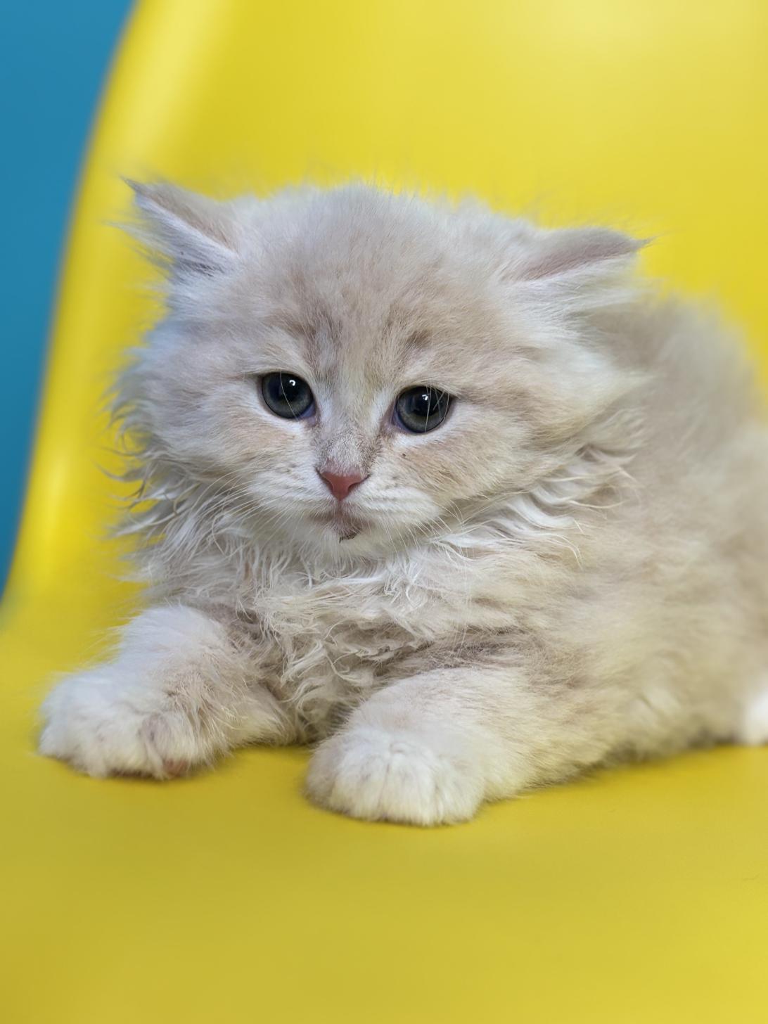 埼玉県のサイベリアン (ペッツスマイル加須インター店/2026年1月30日生まれ/男の子/クリームタビー)の子猫の2枚目の画像