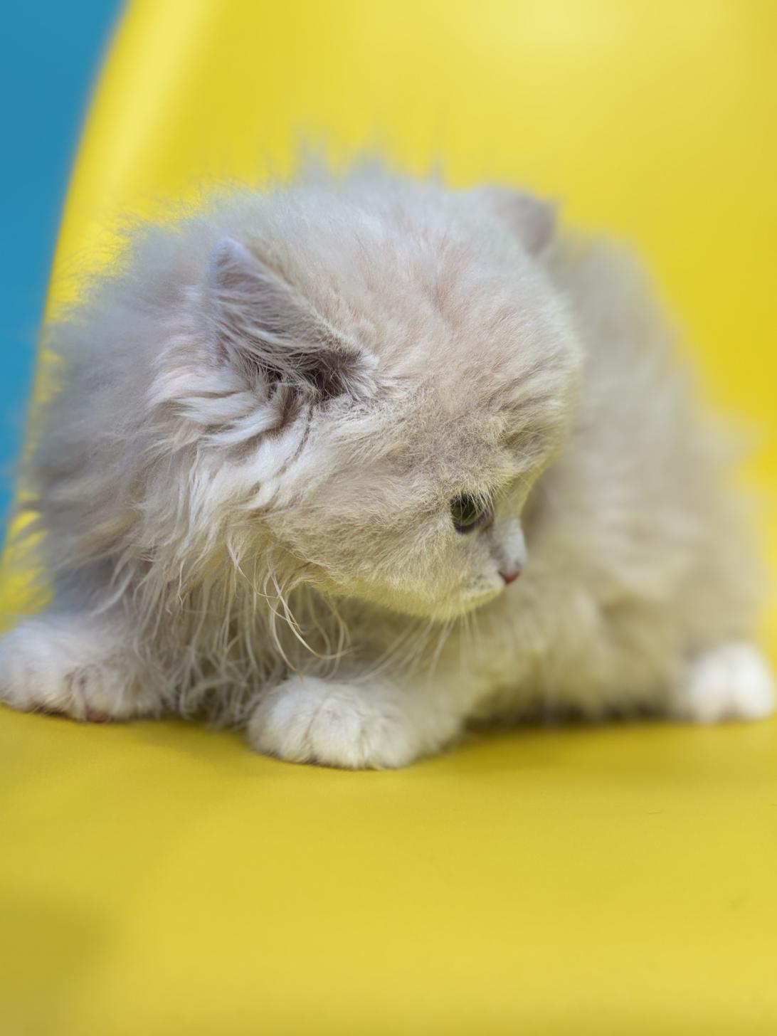 埼玉県のサイベリアン (ペッツスマイル加須インター店/2026年1月30日生まれ/男の子/クリームタビー)の子猫の3枚目の画像