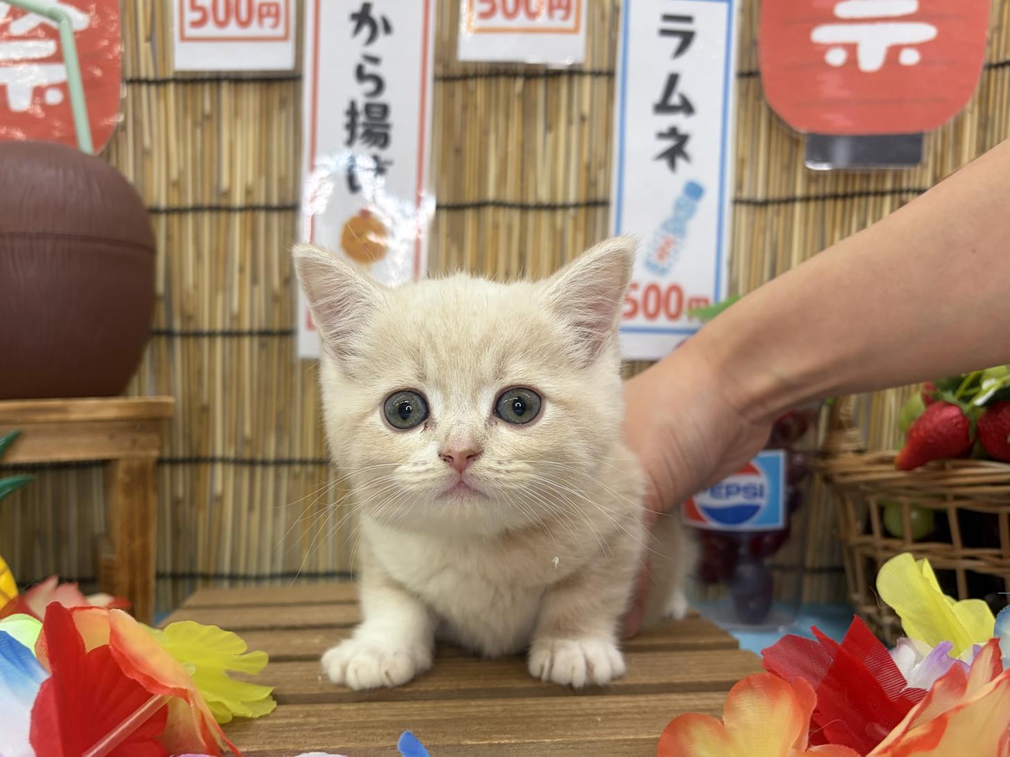 北海道のマンチカン (ラブワンコ カインズ大曲店/2026年7月11日生まれ/女の子/クリームタビーホワイト)の子猫の1枚目の画像