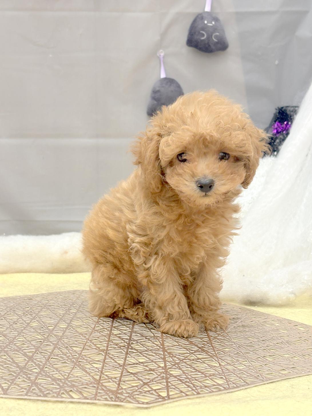 北海道のトイプードル(ティーカップ) (ラブワンコ平岸店/2025年8月29日生まれ/男の子/アプリコット)の子犬