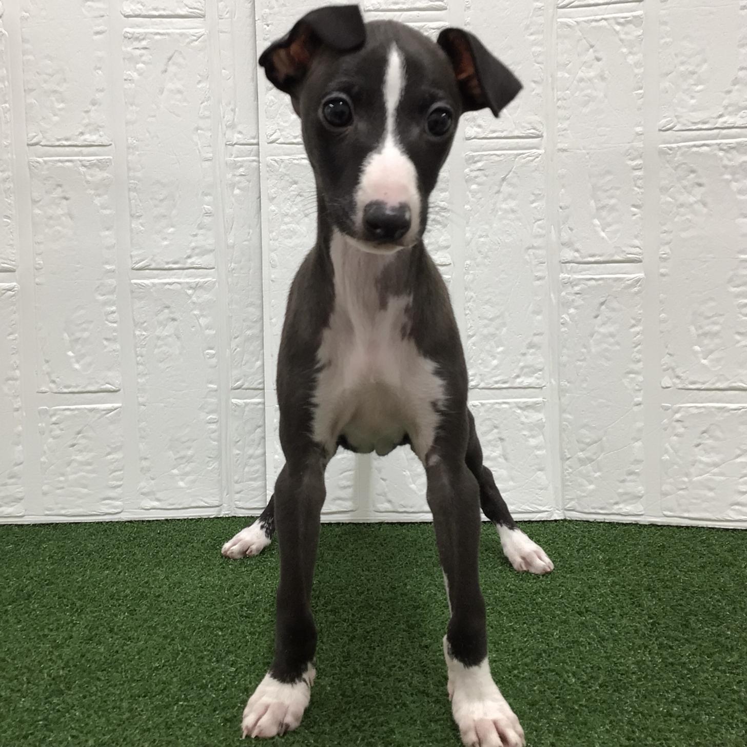 熊本県のイタリアングレーハウンド (ニコペットセレクト ドッグズホーム八代店/2025年9月11日生まれ/男の子/シールホワイト)の子犬