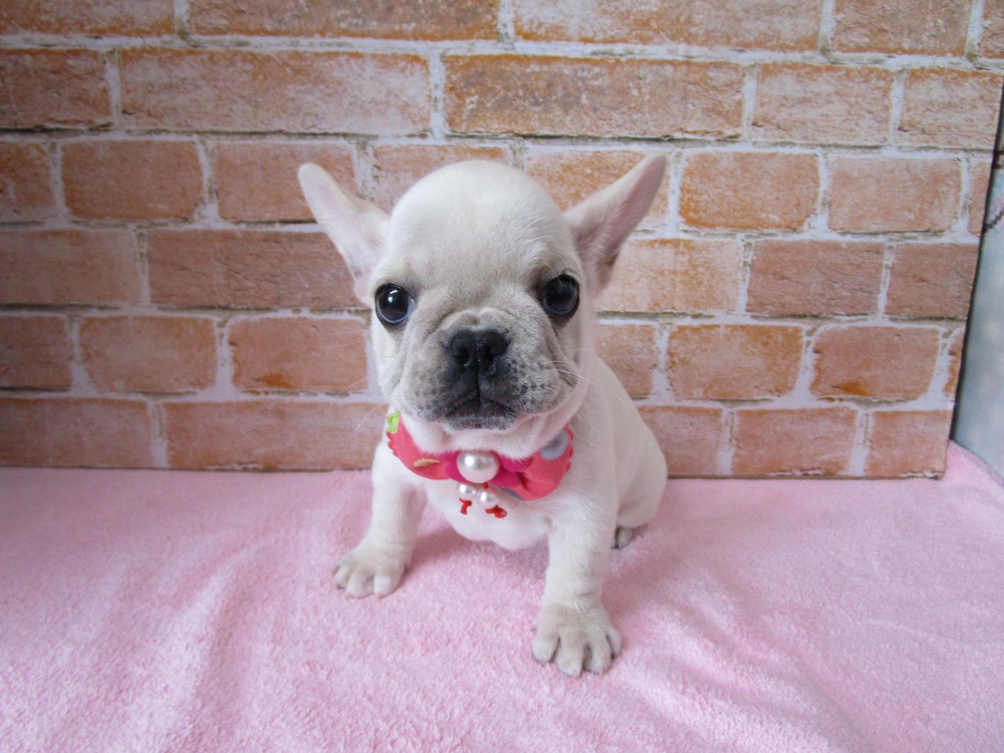 宮城県のフレンチブルドッグ (ズーズーカンパニー 八乙女店/2025年12月17日生まれ/女の子/クリーム)の子犬の1枚目の画像