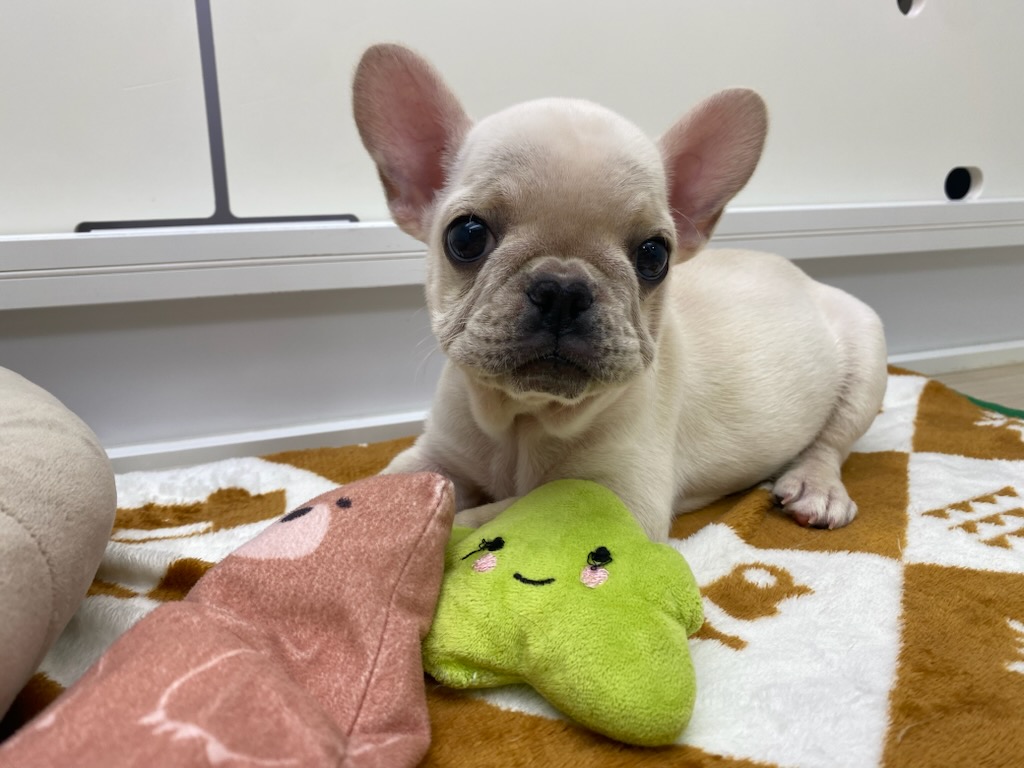 宮城県のフレンチブルドッグ (ズーズーカンパニー 八乙女店/2025年12月17日生まれ/女の子/クリーム)の子犬の2枚目の画像