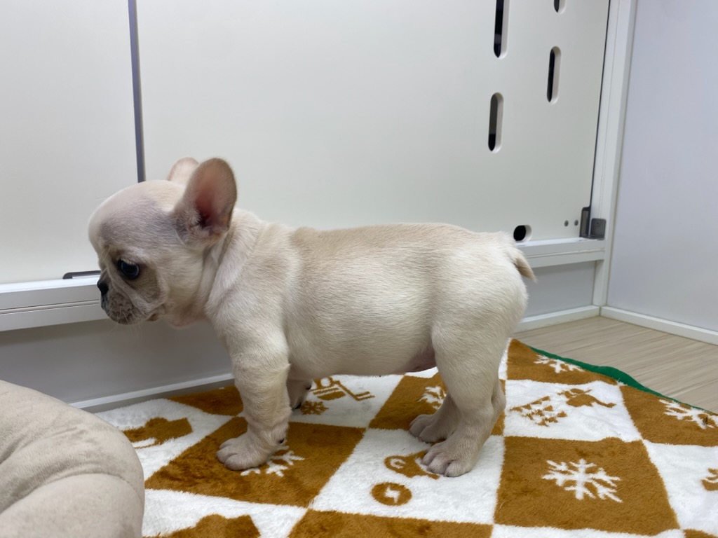 宮城県のフレンチブルドッグ (ズーズーカンパニー 八乙女店/2025年12月17日生まれ/女の子/クリーム)の子犬の3枚目の画像