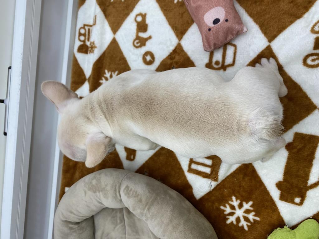 宮城県のフレンチブルドッグ (ズーズーカンパニー 八乙女店/2025年12月17日生まれ/女の子/クリーム)の子犬の4枚目の画像