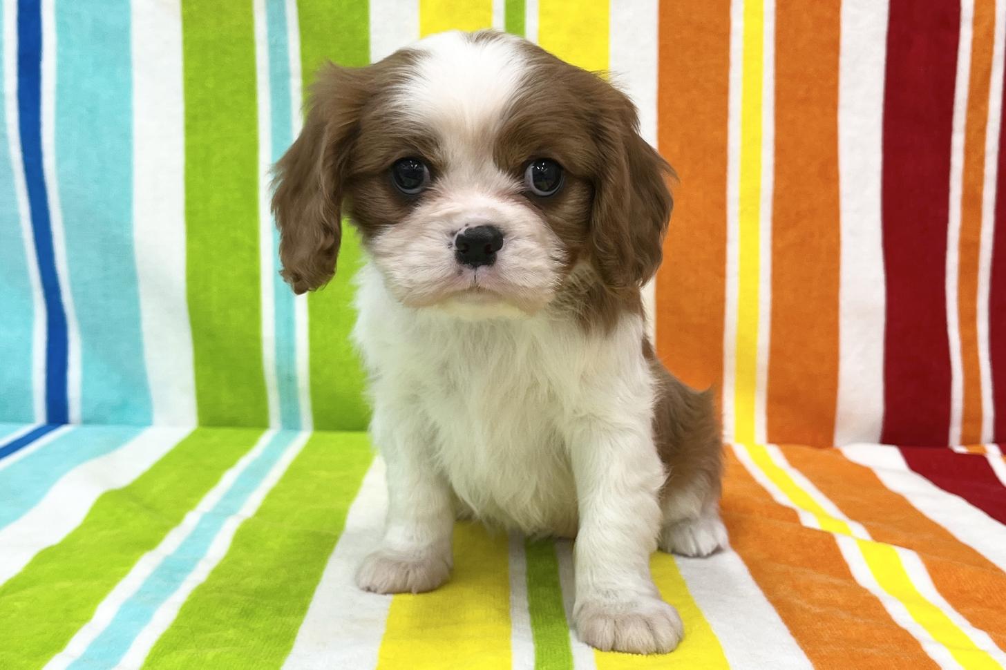 愛知県のキャバリアキングチャールズスパニエル (ハピースペット一宮三条アミーゴ店/2025年11月19日生まれ/女の子/ブレンハイム)の子犬の1枚目の画像