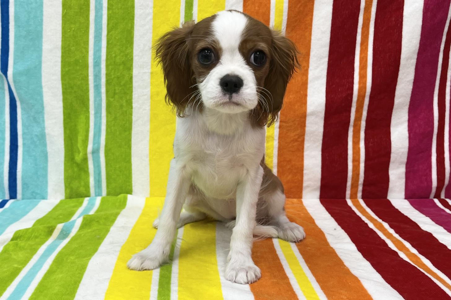 愛知県のキャバリアキングチャールズスパニエル (ハピースペット一宮三条アミーゴ店/2025年11月19日生まれ/女の子/ブレンハイム)の子犬の1枚目の画像