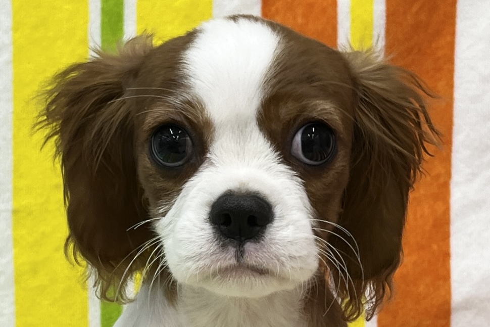 愛知県のキャバリアキングチャールズスパニエル (ハピースペット一宮三条アミーゴ店/2025年11月19日生まれ/女の子/ブレンハイム)の子犬の2枚目の画像