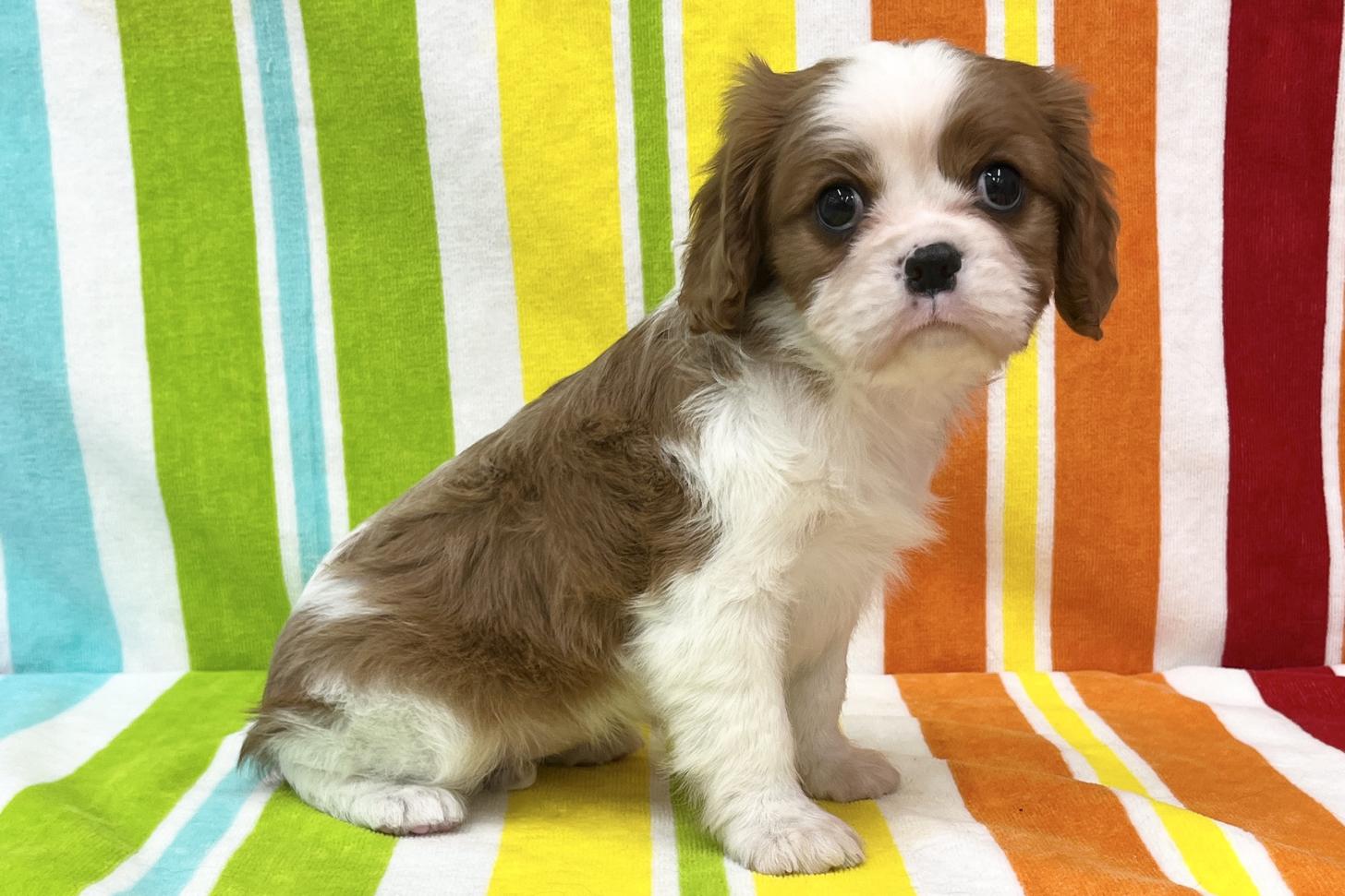 愛知県のキャバリアキングチャールズスパニエル (ハピースペット一宮三条アミーゴ店/2025年11月19日生まれ/女の子/ブレンハイム)の子犬の3枚目の画像