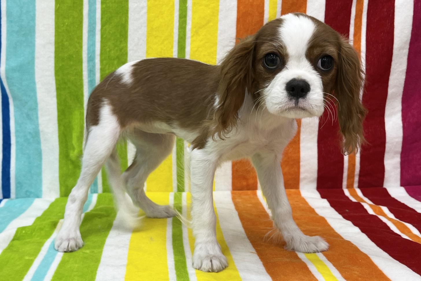 愛知県のキャバリアキングチャールズスパニエル (ハピースペット一宮三条アミーゴ店/2025年11月19日生まれ/女の子/ブレンハイム)の子犬の3枚目の画像