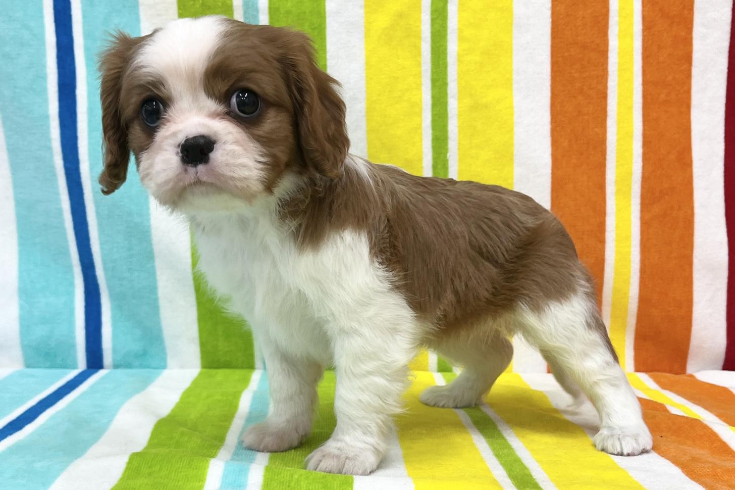 愛知県のキャバリアキングチャールズスパニエル (ハピースペット一宮三条アミーゴ店/2025年11月19日生まれ/女の子/ブレンハイム)の子犬の4枚目の画像