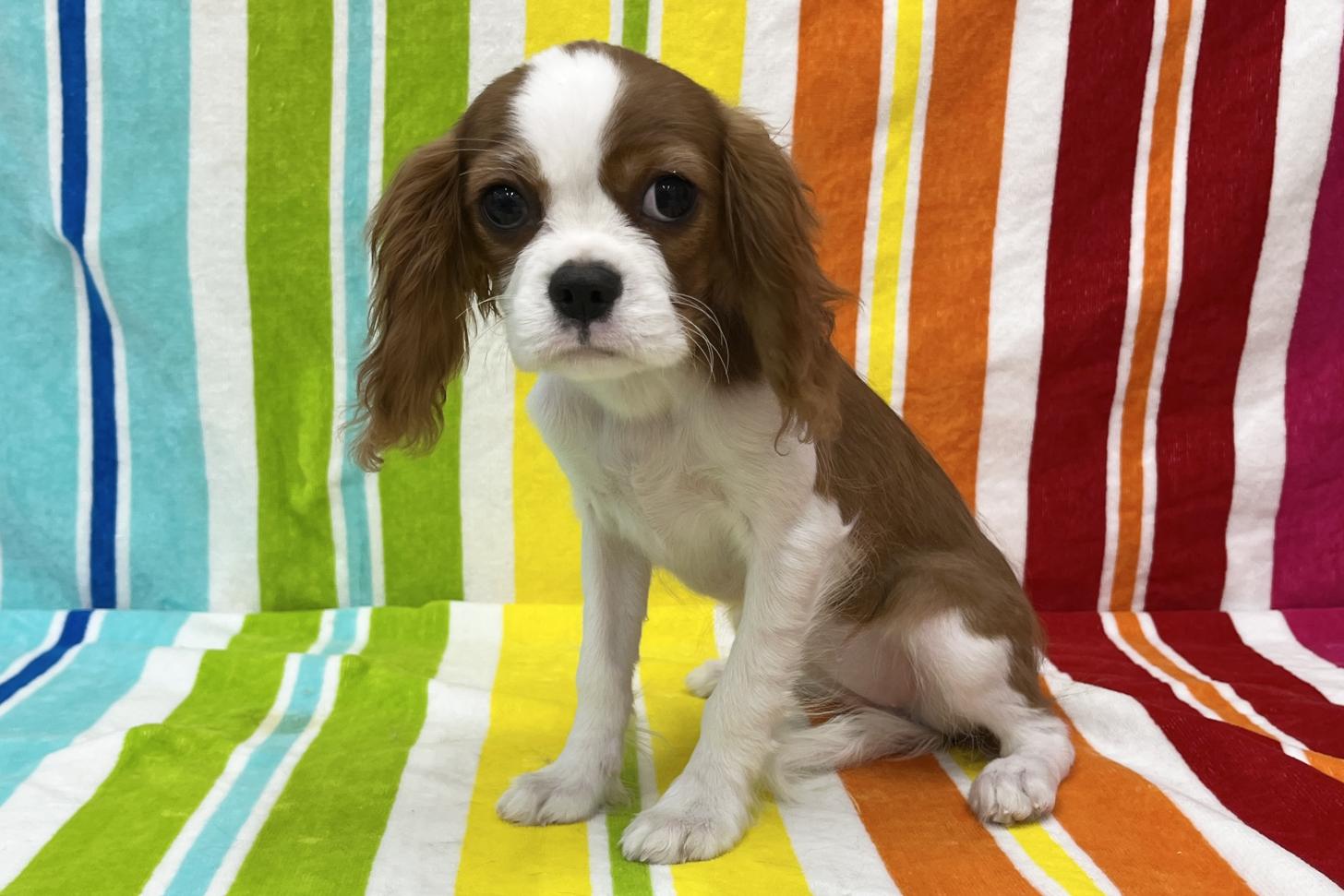 愛知県のキャバリアキングチャールズスパニエル (ハピースペット一宮三条アミーゴ店/2025年11月19日生まれ/女の子/ブレンハイム)の子犬の4枚目の画像