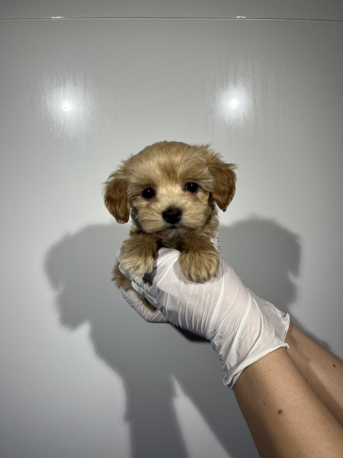 埼玉県のマルプー(マルチーズ×プードル) (ペッツスマイル加須インター店/2026年2月5日生まれ/男の子/その他色)の子犬の1枚目の画像