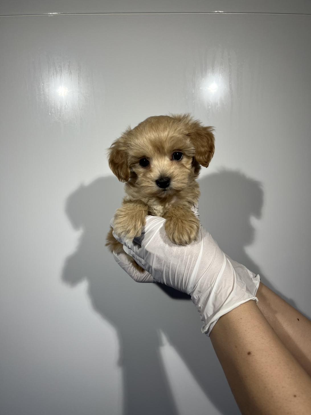 埼玉県のマルプー(マルチーズ×プードル) (ペッツスマイル加須インター店/2026年2月5日生まれ/男の子/その他色)の子犬の2枚目の画像