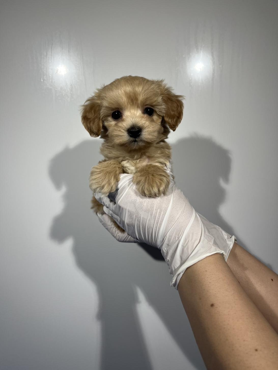 埼玉県のマルプー(マルチーズ×プードル) (ペッツスマイル加須インター店/2026年2月5日生まれ/男の子/その他色)の子犬の3枚目の画像