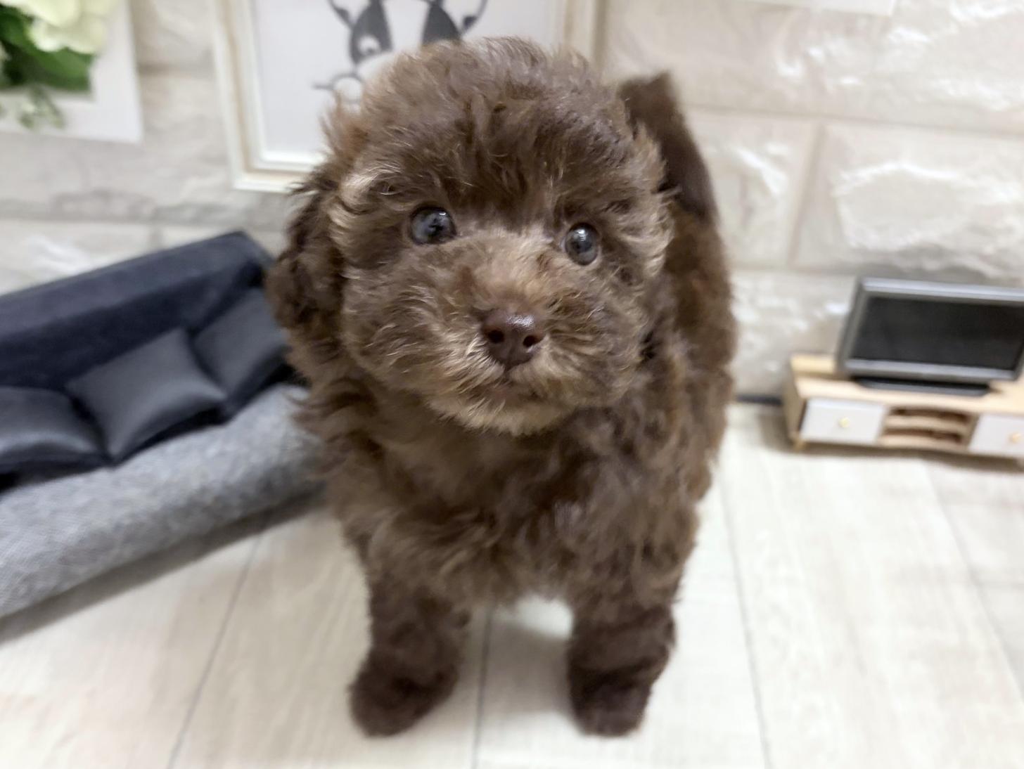 和歌山県のトイプードル(トイ) (DOGMAN和歌山中之島店/2026年8月22日生まれ/女の子/ブラウン)の子犬の2枚目の画像