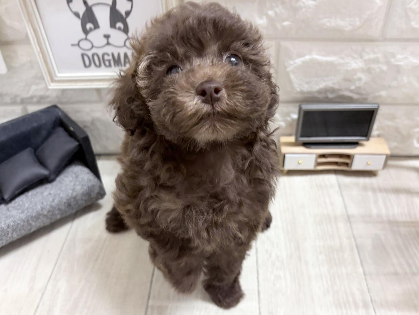 和歌山県のトイプードル(トイ) (DOGMAN和歌山中之島店/2026年8月22日生まれ/女の子/ブラウン)の子犬の3枚目の画像