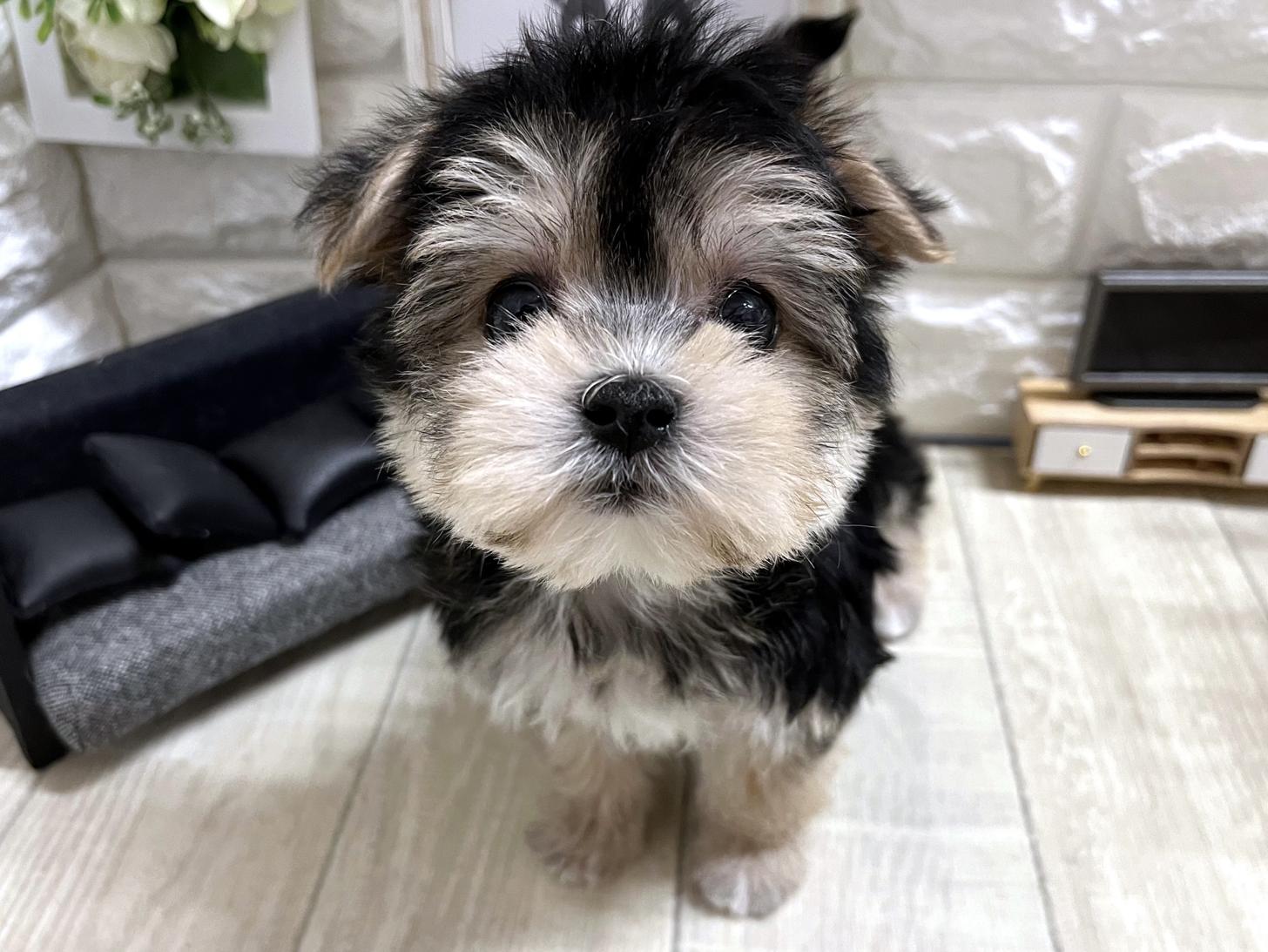 2025年12月10日生まれのマルキー/マルヨーキー(マルチーズ×ヨークシャーテリア)