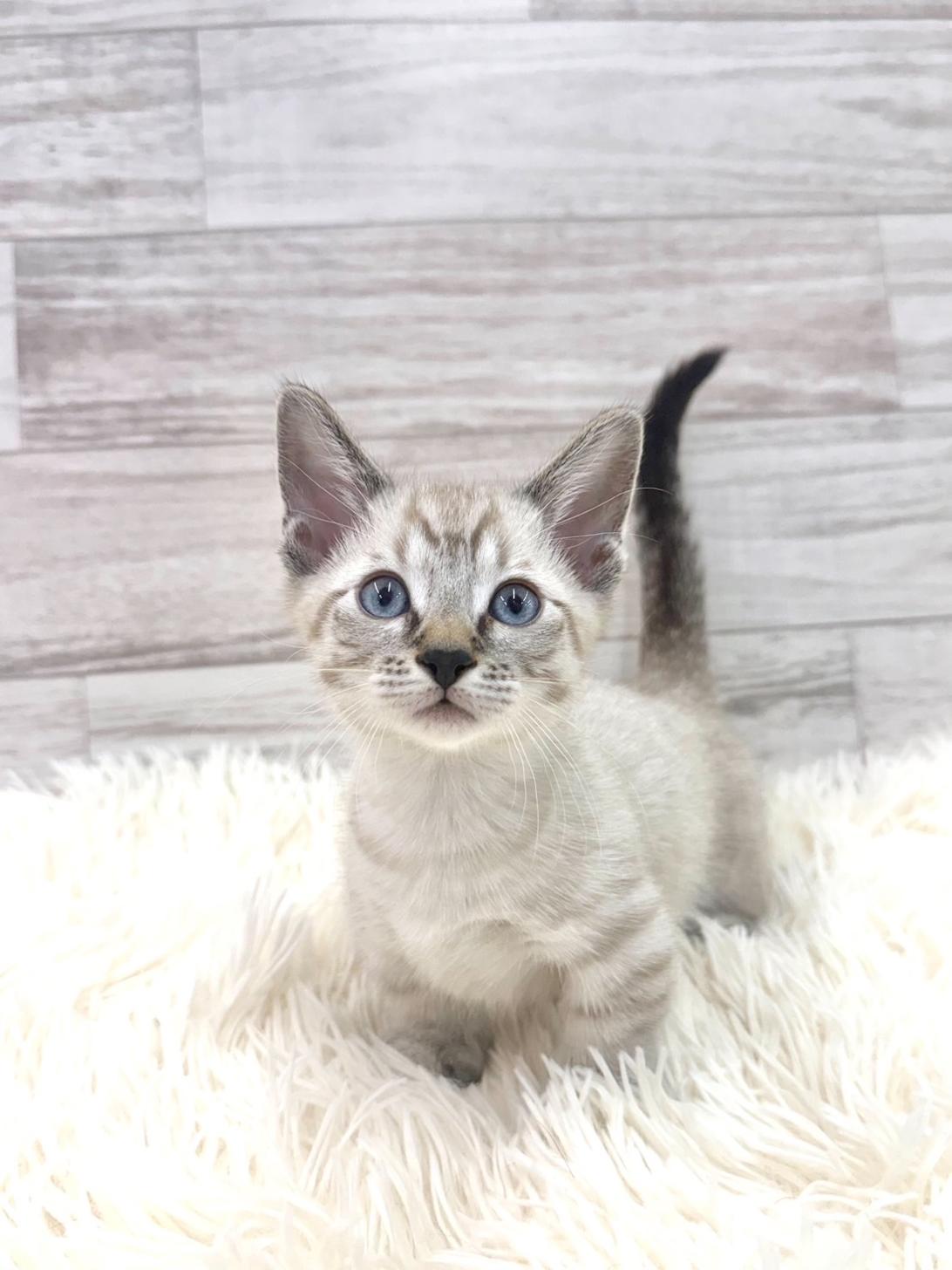 神奈川県のジェネッタ (ペッツコンシェル川崎小田栄店/2026年2月14日生まれ/女の子/シールスポテッドリンクスポイント)の子猫