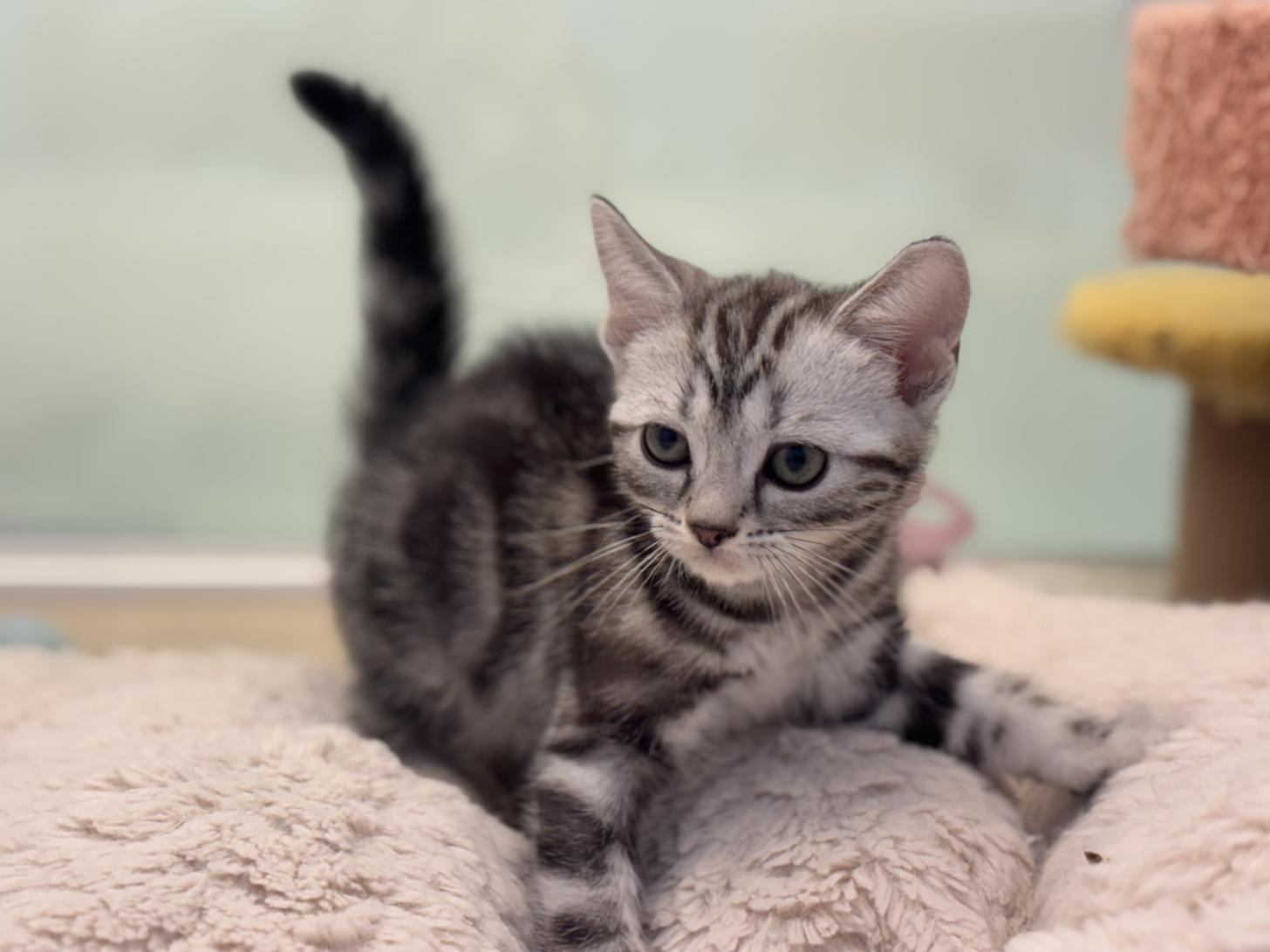 神奈川県のアメリカンショートヘアー (Doggy Style 小田原店/2025年11月30日生まれ/女の子/シルバータビー)の子猫の3枚目の画像
