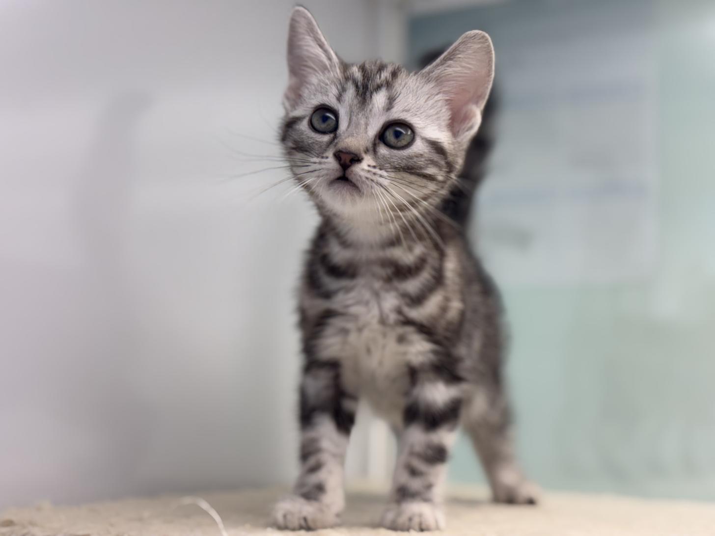 神奈川県のアメリカンショートヘアー (Doggy Style 小田原店/2025年11月30日生まれ/女の子/シルバータビー)の子猫の4枚目の画像