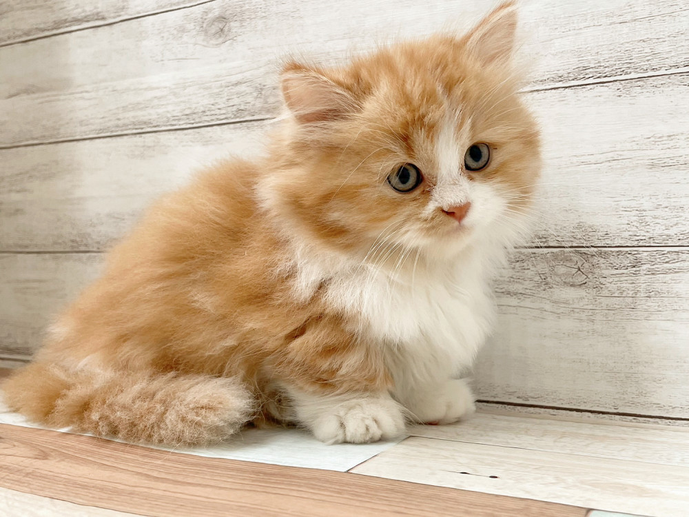 新潟県のマンチカン (竹内ペット 新津本店/2025年9月23日生まれ/男の子/レッドタビーホワイト)の子猫