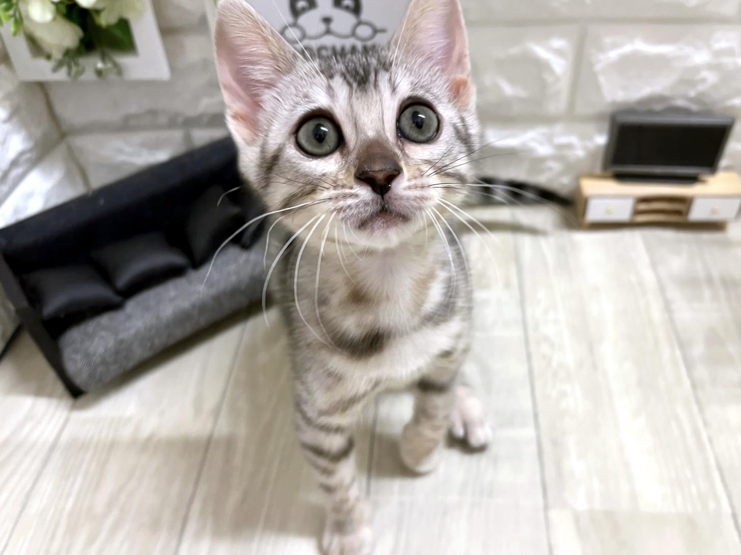 大阪府のベンガル (DOGMAN平野瓜破店/2026年2月22日生まれ/女の子/シルバースポットタビー)の子猫の1枚目の画像