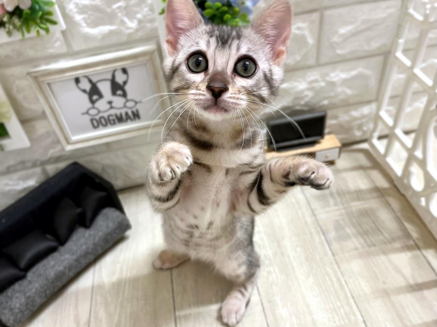大阪府のベンガル (DOGMAN平野瓜破店/2026年2月22日生まれ/女の子/シルバースポットタビー)の子猫の2枚目の画像