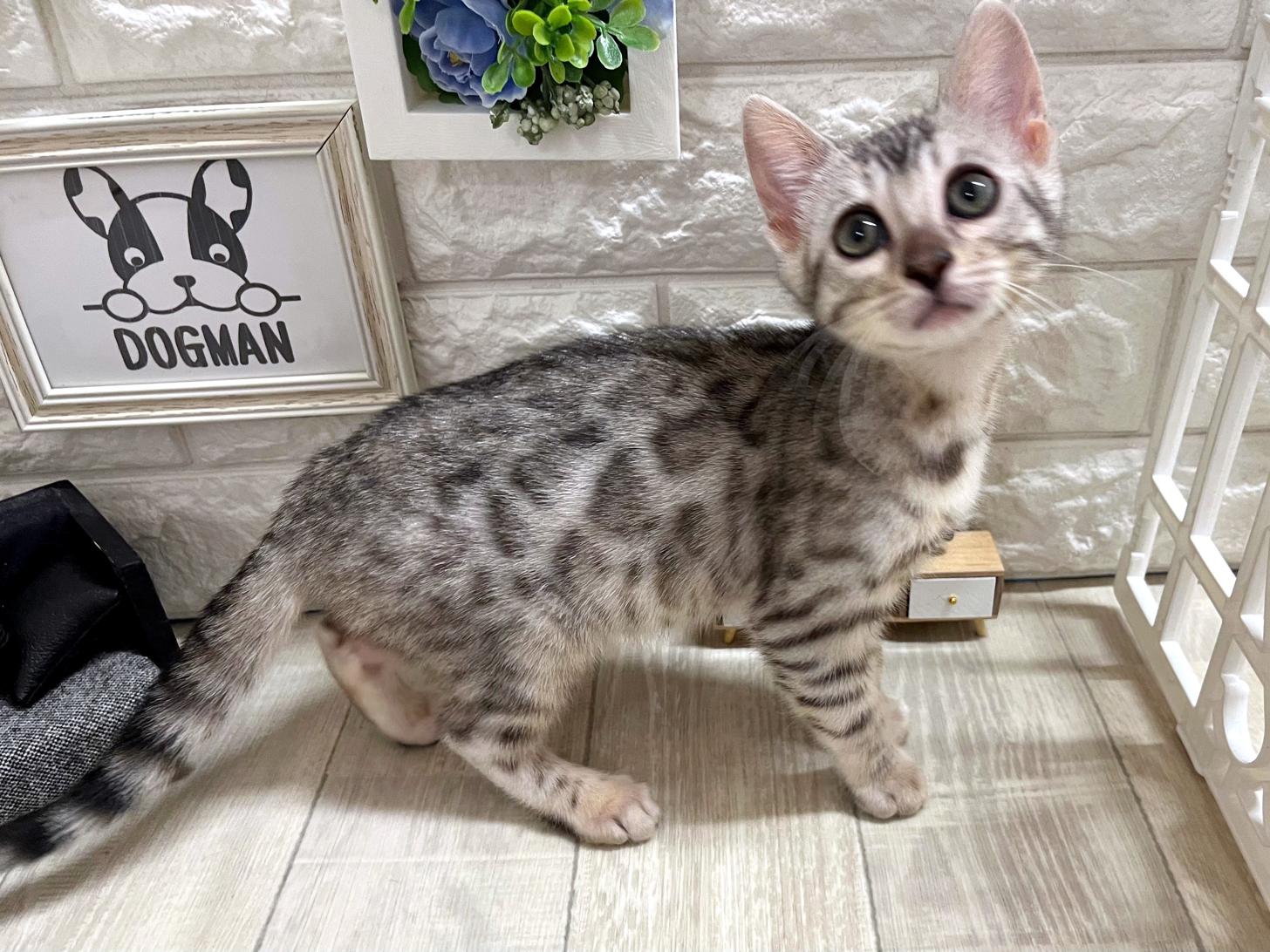 大阪府のベンガル (DOGMAN平野瓜破店/2026年2月22日生まれ/女の子/シルバースポットタビー)の子猫の3枚目の画像