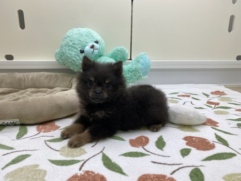 宮城県のポメラニアン (ズーズーカンパニー 八乙女店/2026年4月28日生まれ/女の子/ブルータン)の子犬の2枚目の画像