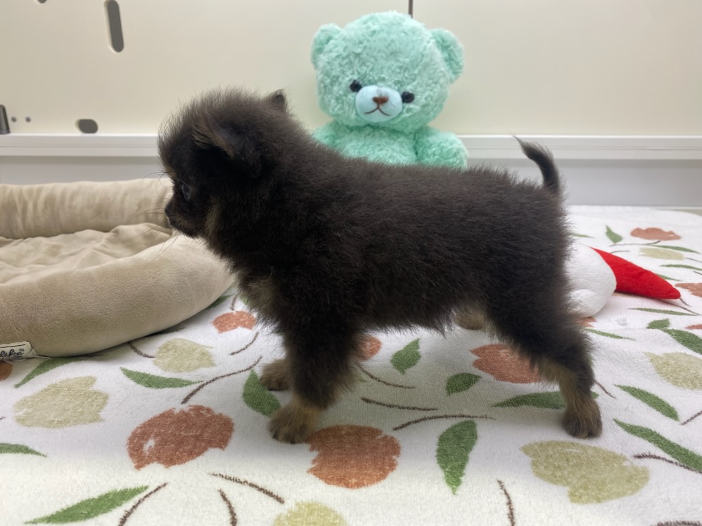 宮城県のポメラニアン (ズーズーカンパニー 八乙女店/2026年4月28日生まれ/女の子/ブルータン)の子犬の3枚目の画像