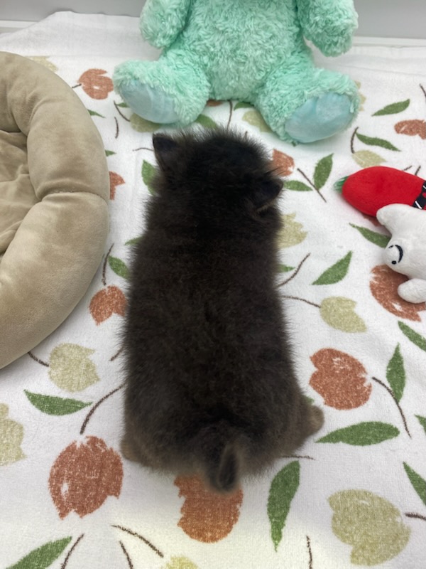 宮城県のポメラニアン (ズーズーカンパニー 八乙女店/2026年4月28日生まれ/女の子/ブルータン)の子犬の4枚目の画像