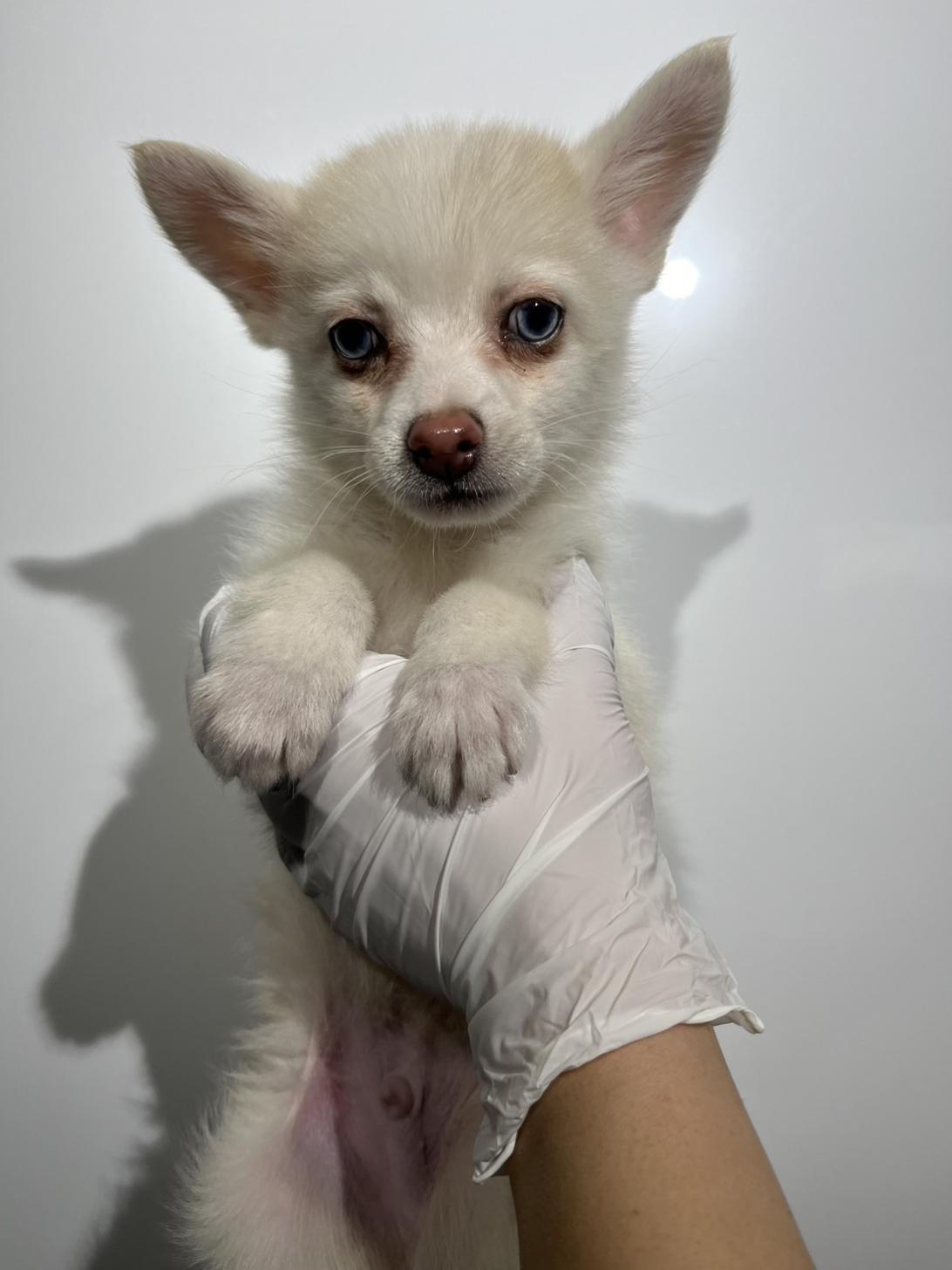 埼玉県のポメチワ/チワポメ/ポメチー(ポメラニアン×チワワ) (ペッツスマイル加須インター店/2025年9月26日生まれ/男の子/クリームホワイト)の子犬の1枚目の画像